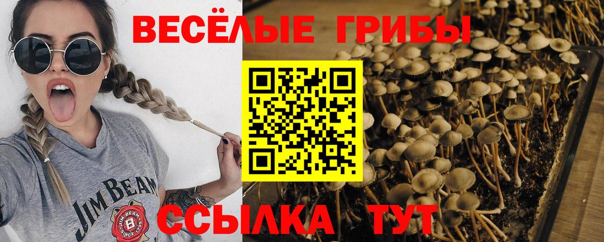 Малоярославец  Псилоцибиновые грибы Psilocybine cubensis  как найти закладки  Вход с VPN 
